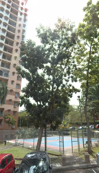 tree photo