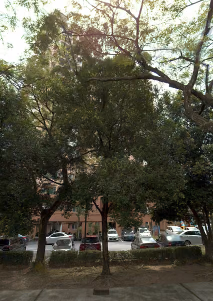 tree photo