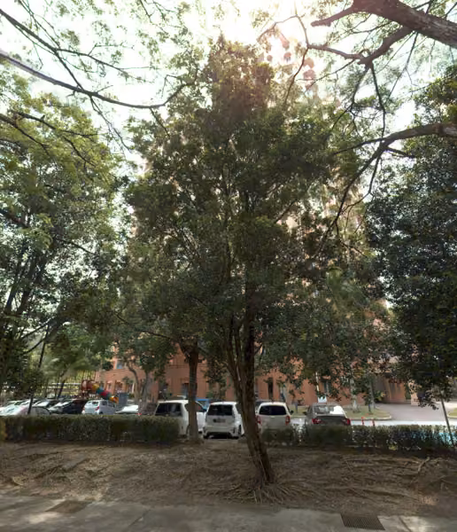 tree photo