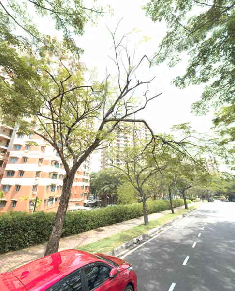tree photo