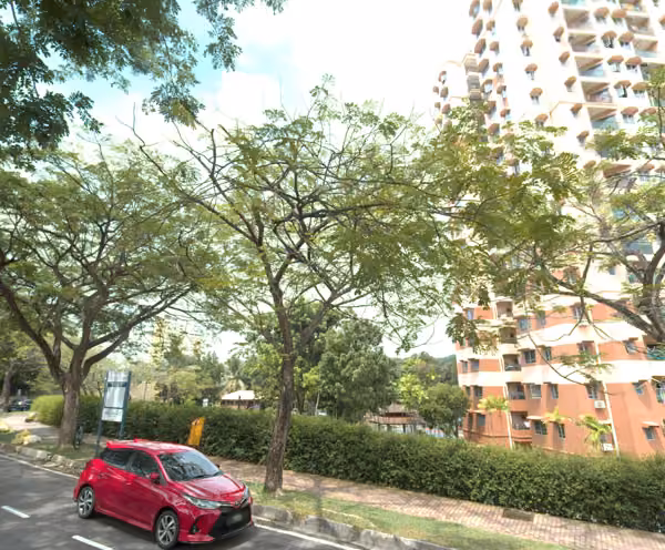 tree photo