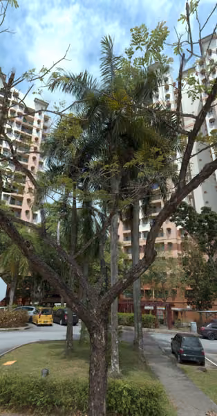tree photo