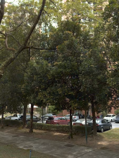 tree photo