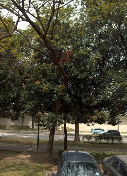 tree photo