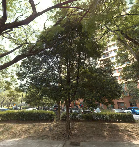 tree photo