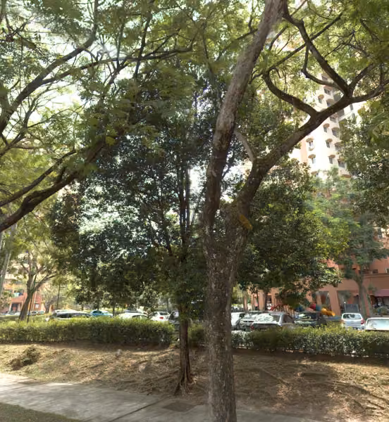 tree photo
