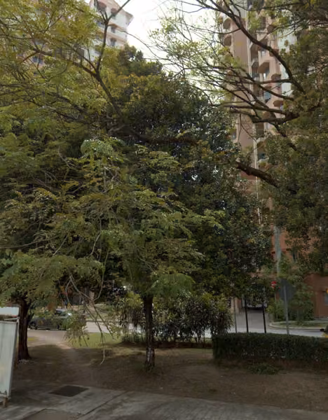 tree photo