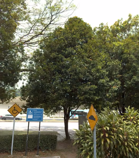 tree photo