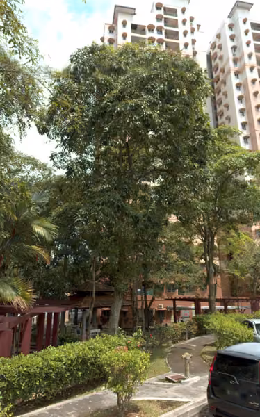 tree photo