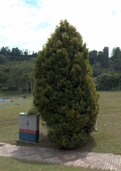 tree photo