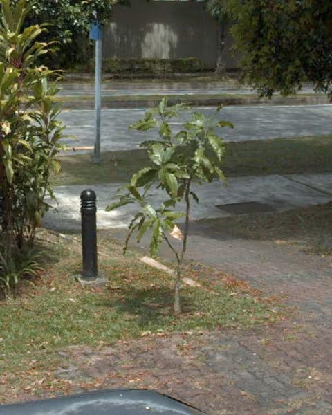 tree photo
