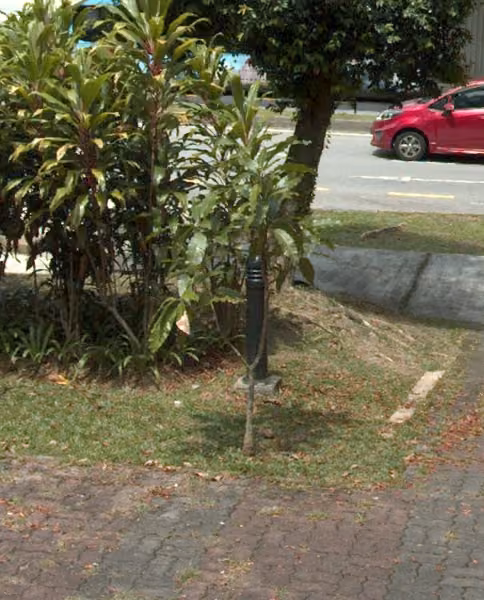 tree photo