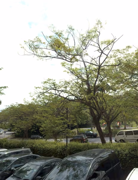 tree photo