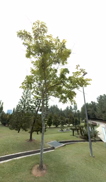 tree photo