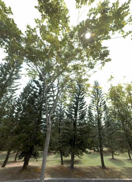 tree photo