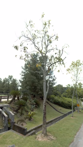 tree photo