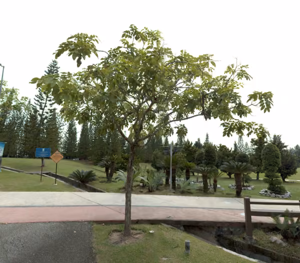tree photo