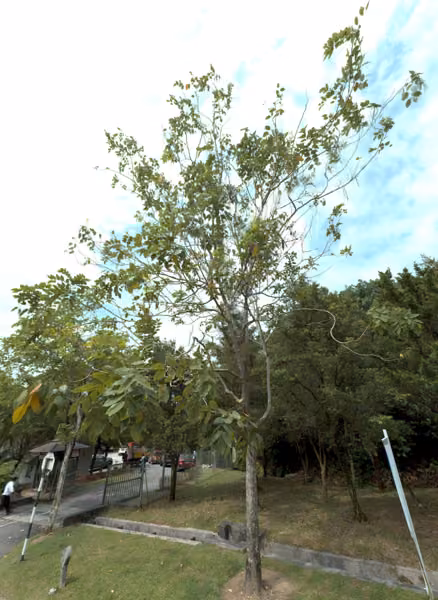 tree photo