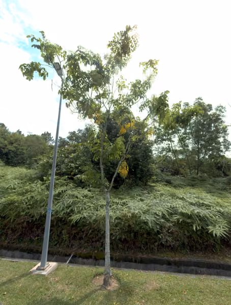 tree photo