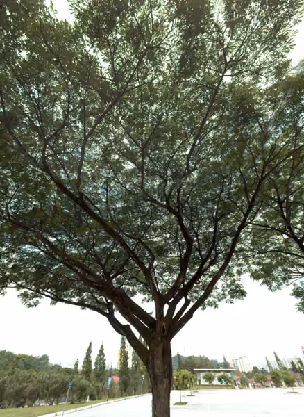 tree photo