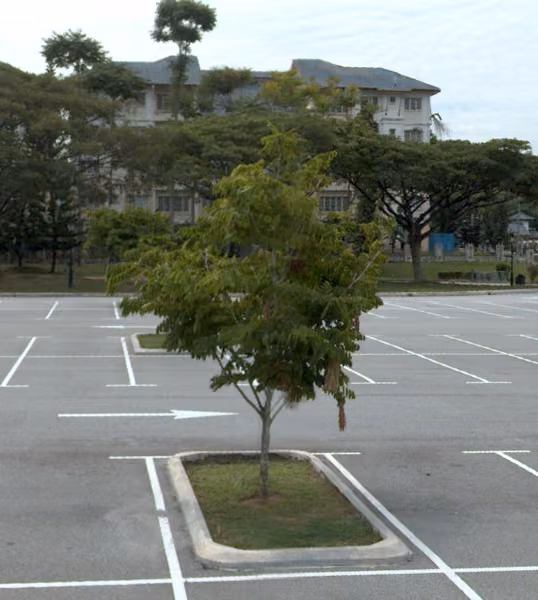 tree photo