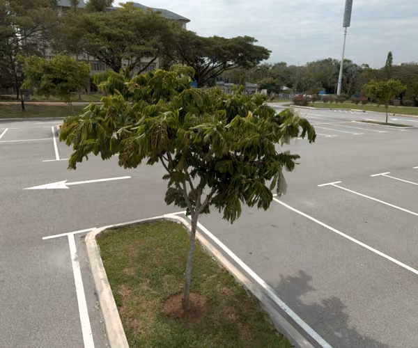 tree photo