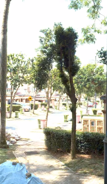 tree photo