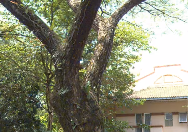 tree photo