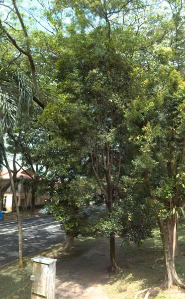 tree photo
