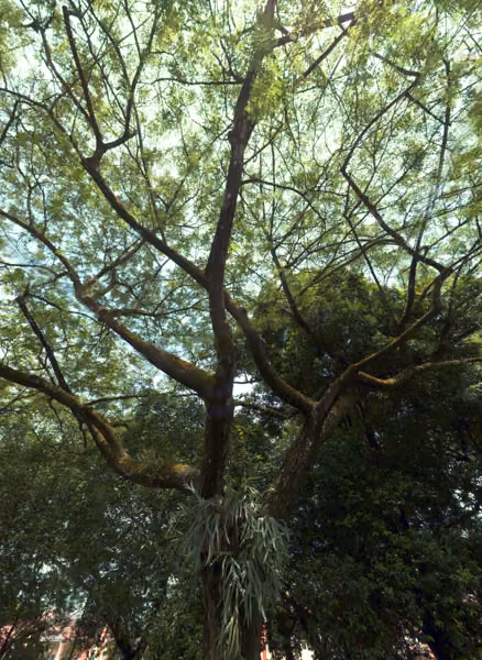 tree photo