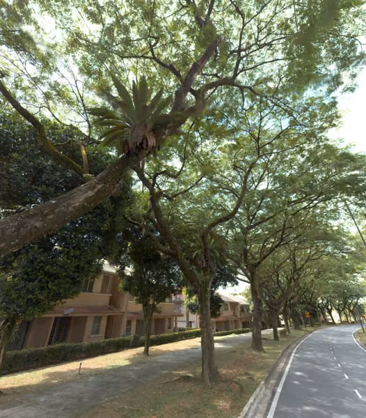 tree photo