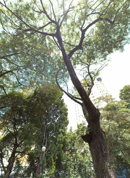 tree photo
