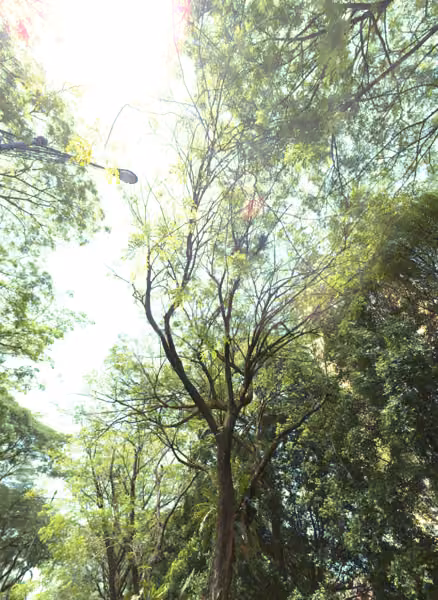 tree photo