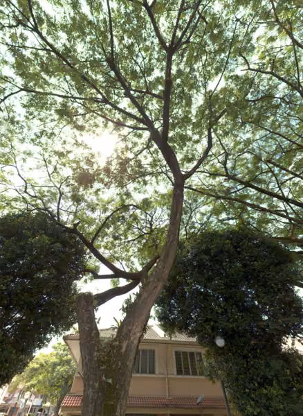 tree photo