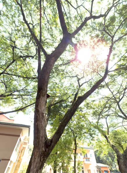 tree photo