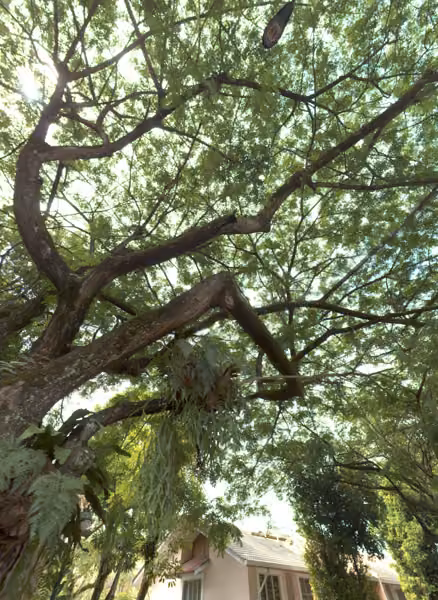 tree photo