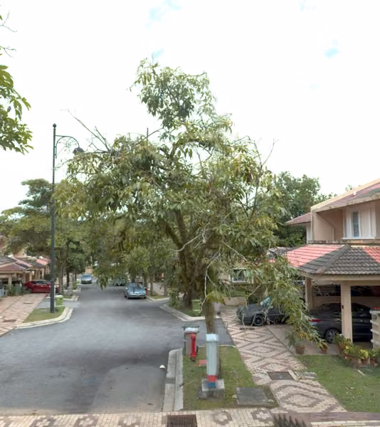 tree photo