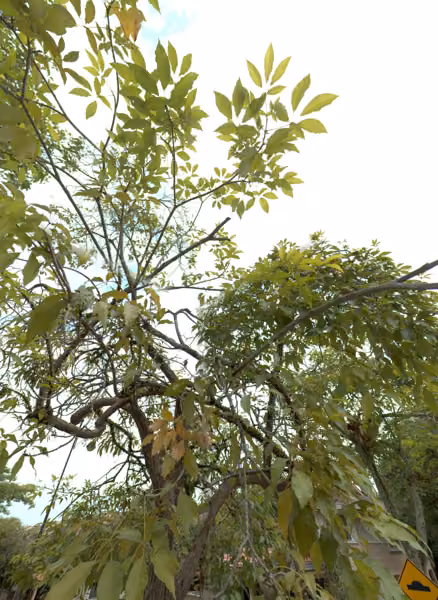 tree photo