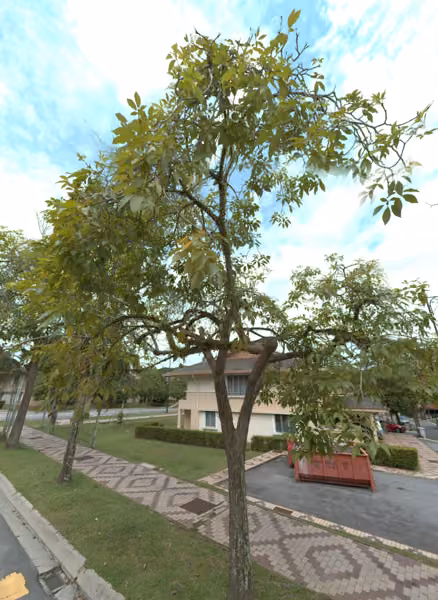 tree photo