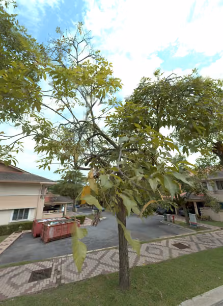 tree photo