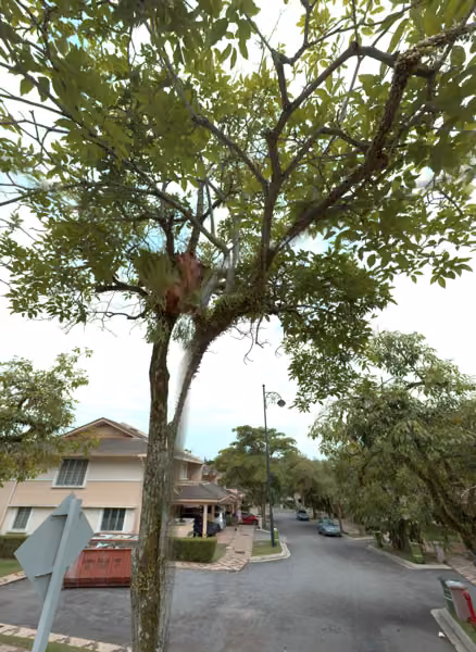 tree photo