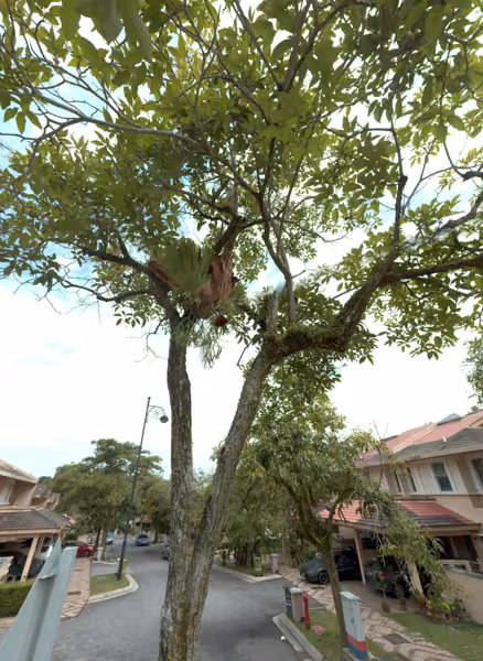 tree photo