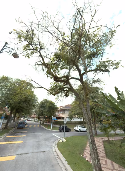 tree photo