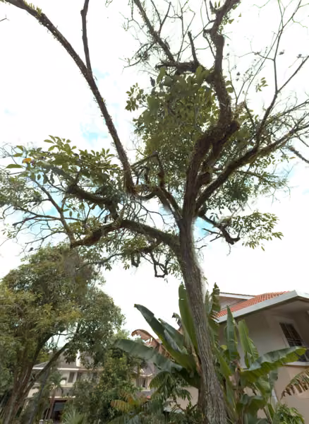 tree photo