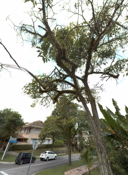 tree photo