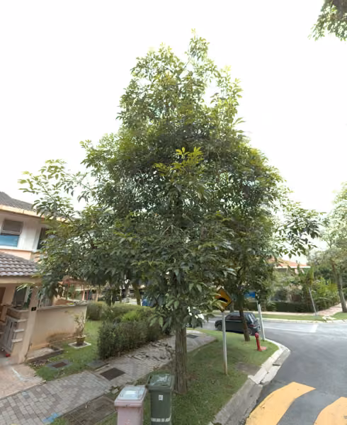 tree photo