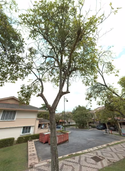 tree photo