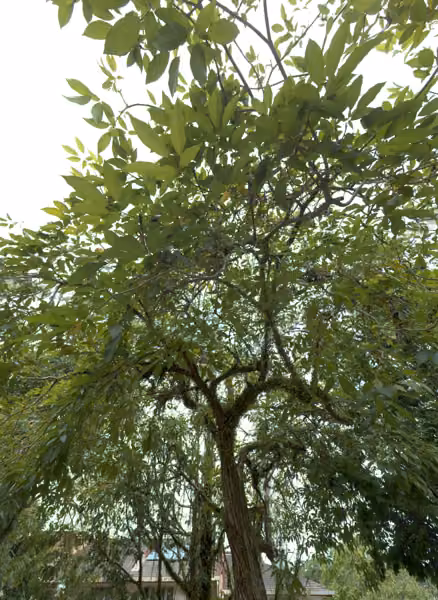 tree photo