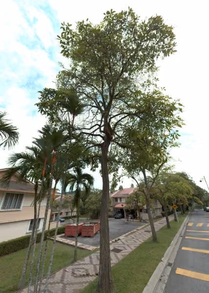 tree photo