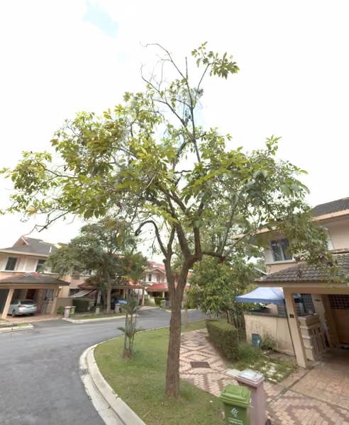 tree photo
